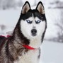 puh-GEEZ - HUSKIE
