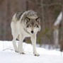 puh-GEEZ - WOLF HUNT