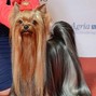 puh-GEEZ - YORKIE