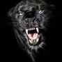 Sounds mixed by Jamaal Rashaad - Big Cat Growl 