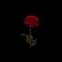 blacklunged - blacklunged shawty