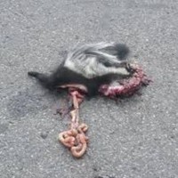 ROADKILL