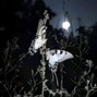 neuromantic - treehouse