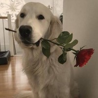 VICTOR INTERNET