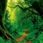 Rejx - Forest