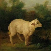 lambchop