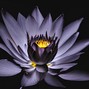 cruxivy - BlackLotus