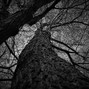 HunterOcular - to the grave 