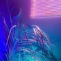 TRIPPLIN - palace