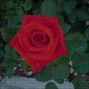 Joa Rip - (Old) rose idk