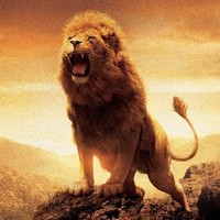 LionHeartBeats