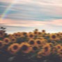lxve. - summer flowers