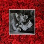notperfect - skulls & roses