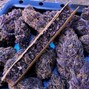 Sea Food - Purple
