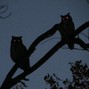 42manta - Halloween
