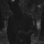 Arnak - Spite