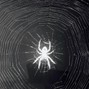 tayoloxs - WIDE WEB🕷️🕸️