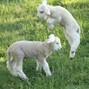 odece - sheep