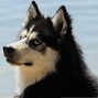 j73 - The Dog