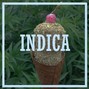 Big Cherry - Indica