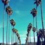 varvo - PALM TREES