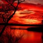 Red Roses - Dawn