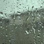 Red Roses - rain