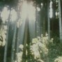 diko - orfeo