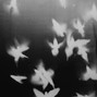 rosefromthepain - YOUR TORN