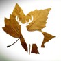 m fusina - maple