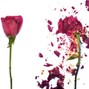 m fusina - roses