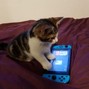 rijen - pets