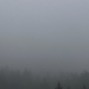 wisp - dolorem