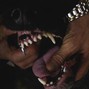 CELLAR DOOR - BEWARE