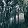 biirds - senses