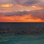 biirds - coastal