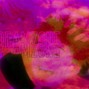 lofi dreamzone - Orange Sunshine