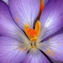 jeff2733 - Budding