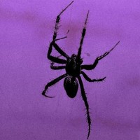 SPIDER CLXN