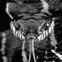 Le Jin - Avoid them snakes (w/ Avision)