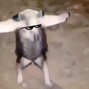 Tony Serpiente - Revenge of The Anteater