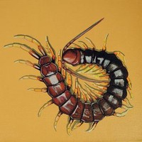 centipede