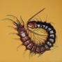 centipede - abuser