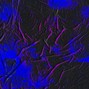 wavehavens - H0UNDZ