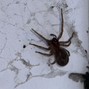 PhantomMizzy - Arachnid
