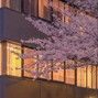 Grammy - sakura