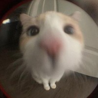 hav0c