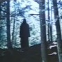 falci - vulture