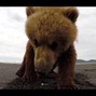 Cliprecordingstudio Beats - Bear x indie x orso x elektro x poprock 