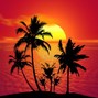Finch Bit - Sunshine Beat